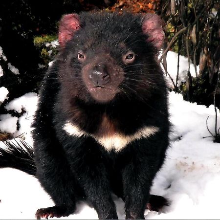 فيلا Moinaفي Wombat Cabin المظهر الخارجي الصورة