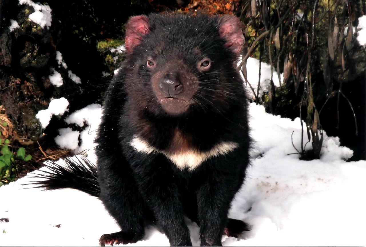 فيلا Moinaفي Wombat Cabin المظهر الخارجي الصورة