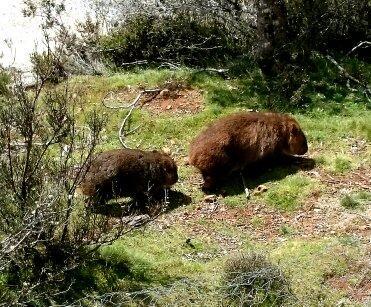 فيلا Moinaفي Wombat Cabin المظهر الخارجي الصورة
