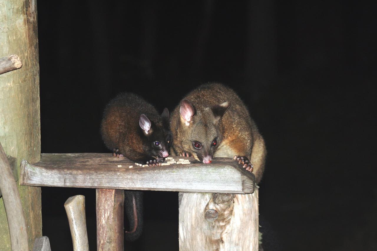 فيلا Moinaفي Wombat Cabin المظهر الخارجي الصورة