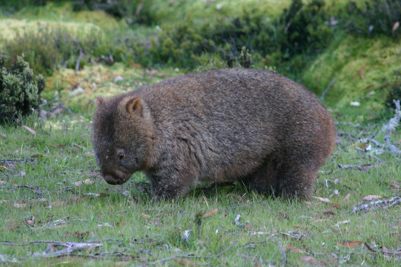 فيلا Moinaفي Wombat Cabin المظهر الخارجي الصورة