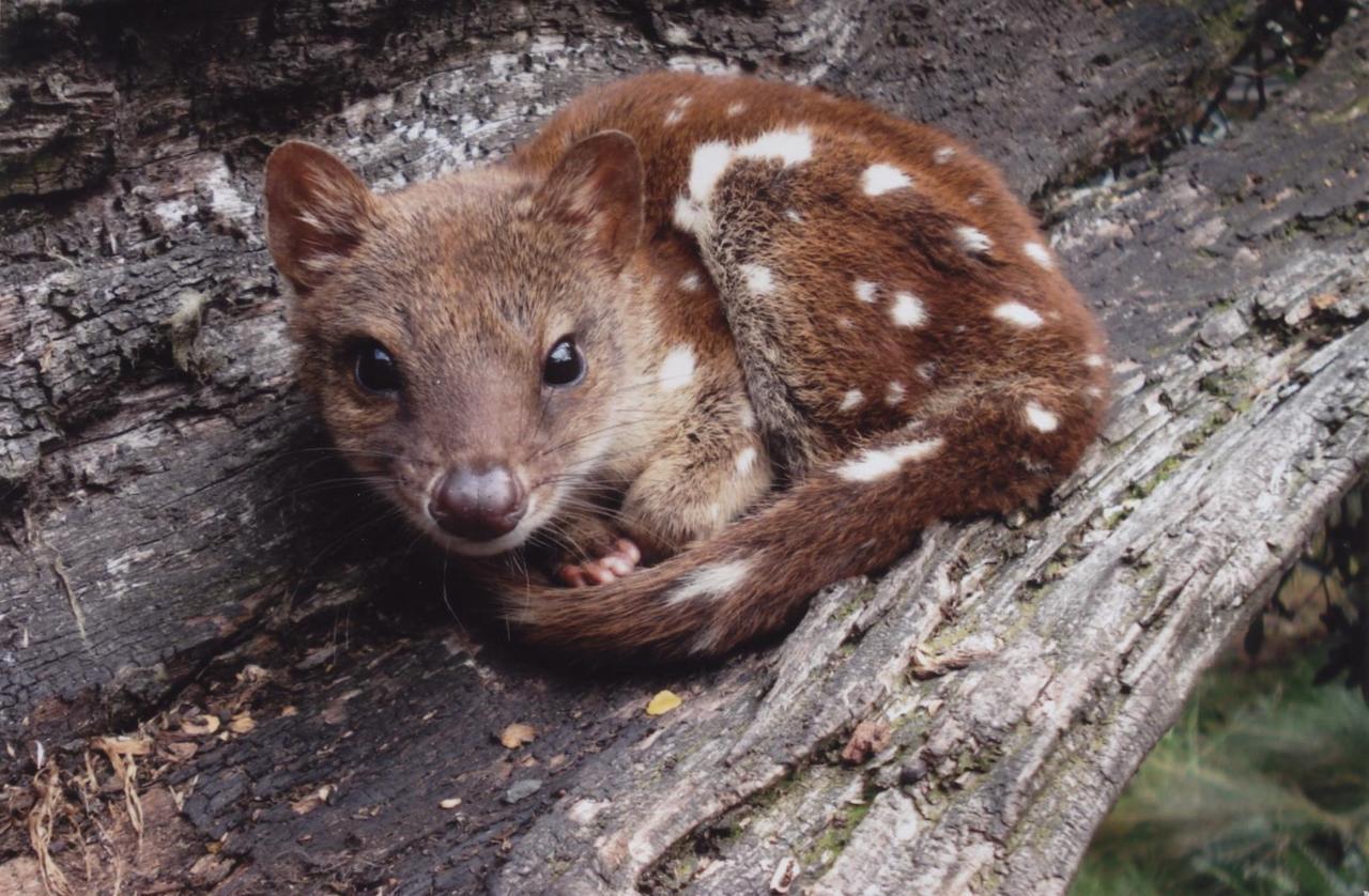 فيلا Moinaفي Wombat Cabin المظهر الخارجي الصورة