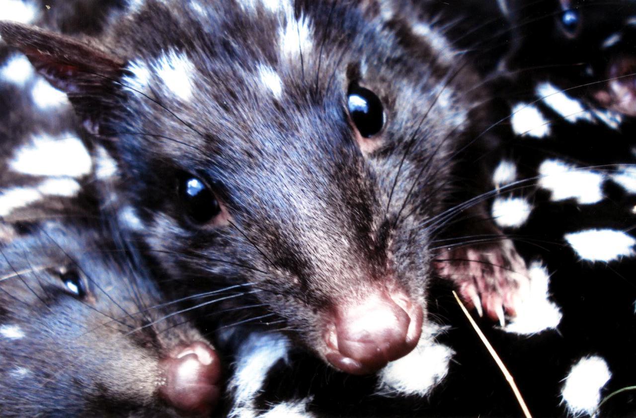 فيلا Moinaفي Wombat Cabin المظهر الخارجي الصورة