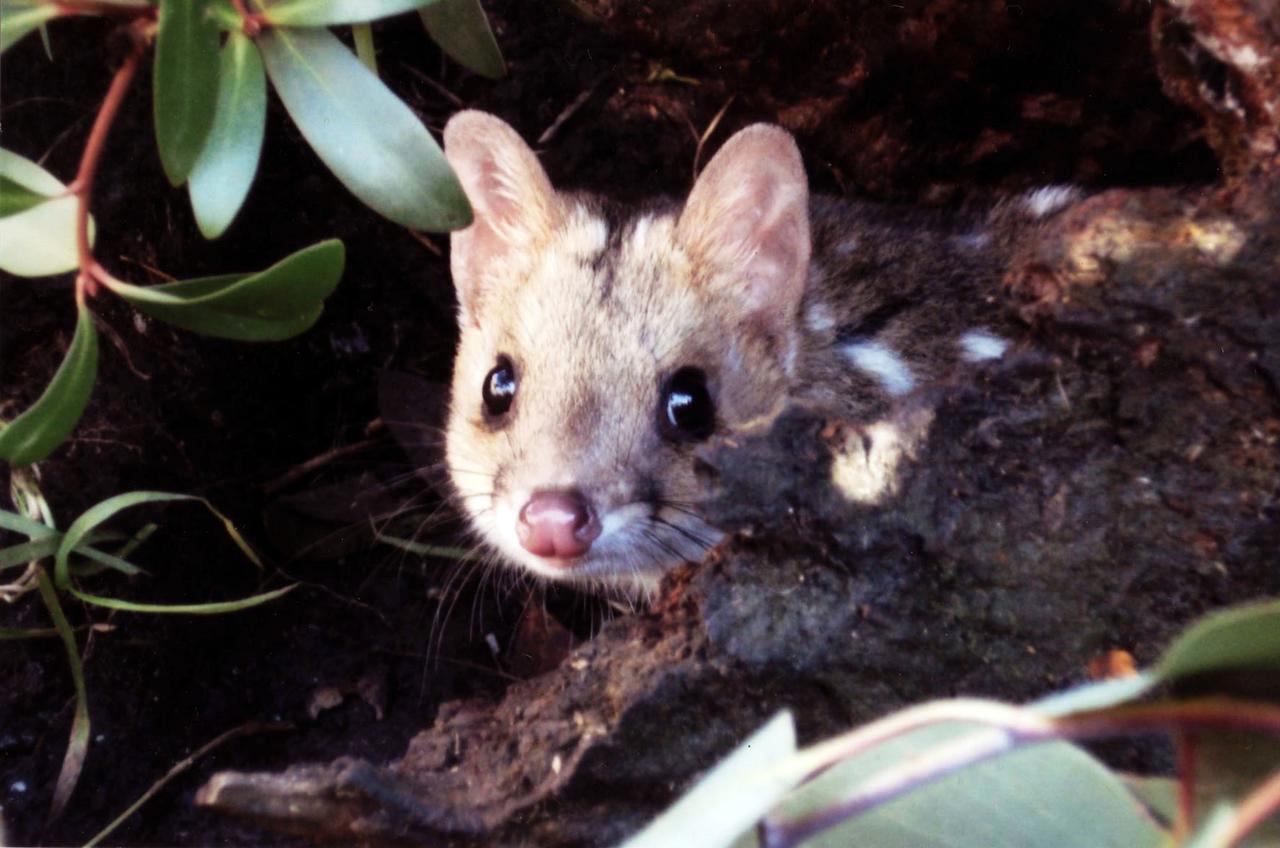 فيلا Moinaفي Wombat Cabin المظهر الخارجي الصورة