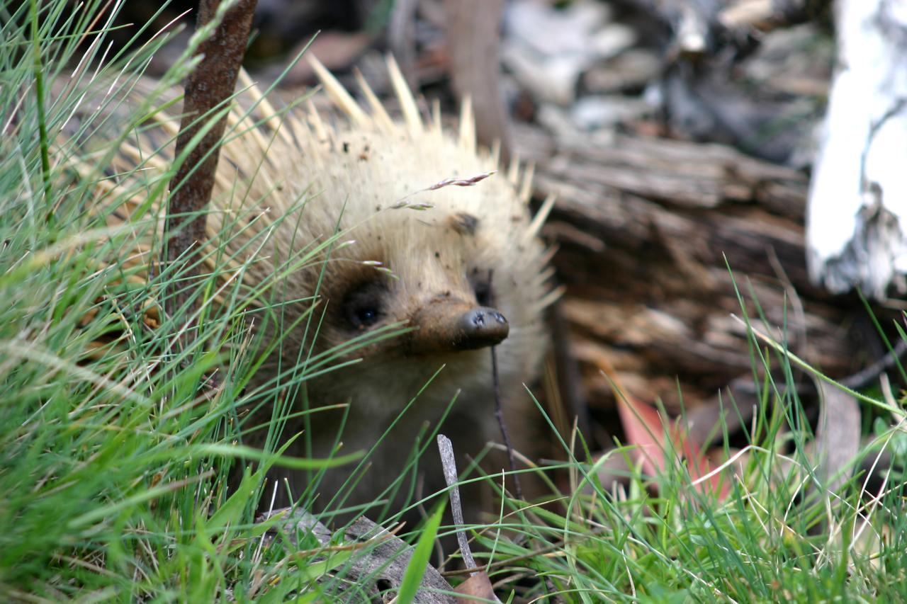 فيلا Moinaفي Wombat Cabin المظهر الخارجي الصورة