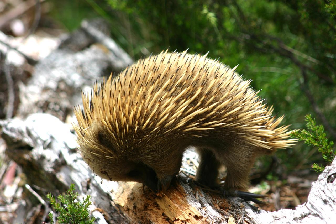 فيلا Moinaفي Wombat Cabin المظهر الخارجي الصورة