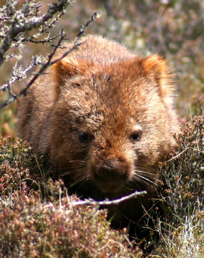 فيلا Moinaفي Wombat Cabin المظهر الخارجي الصورة